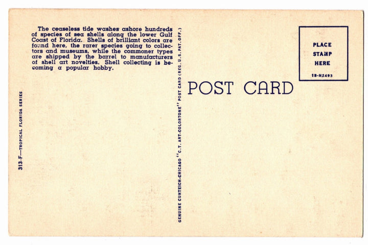 1941 Florida Sea Shells Vintage Postcard