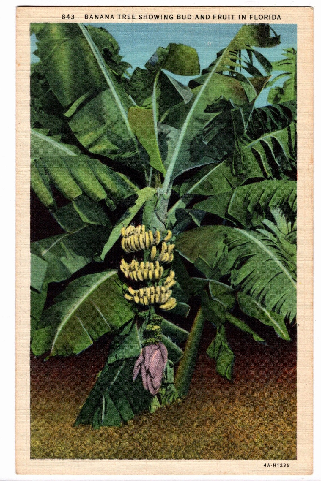 1934 Vintage Florida Botanical Flora Postcard: Banana Tree.