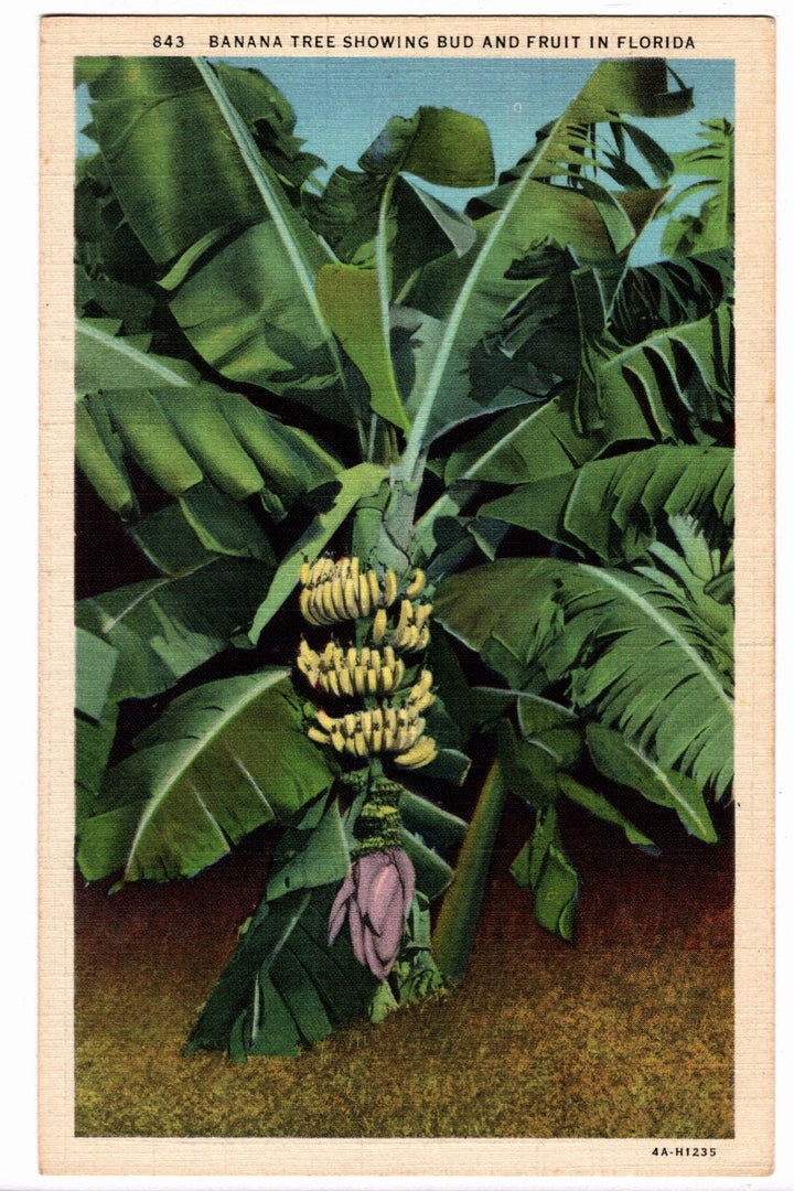 1934 Vintage Florida Botanical Flora Postcard: Banana Tree.