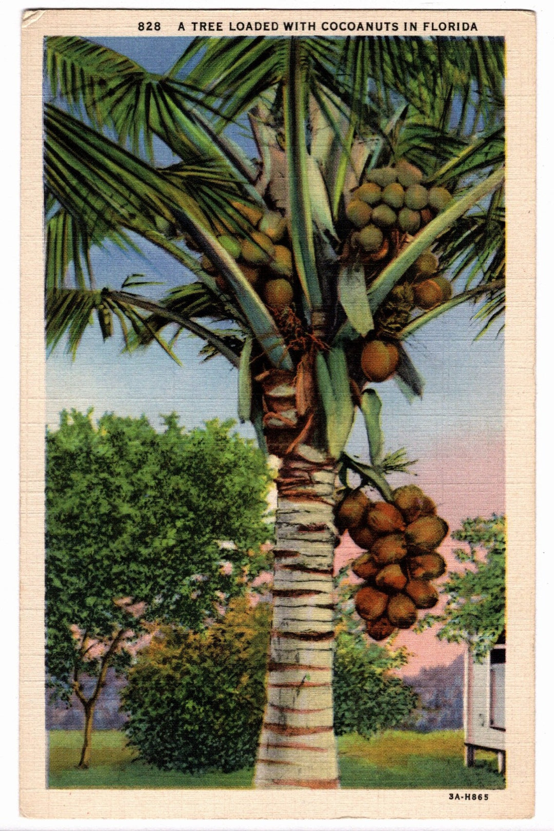 933 Coconut Palm Tree in Florida Vintage Postcard. Linen botanical print.