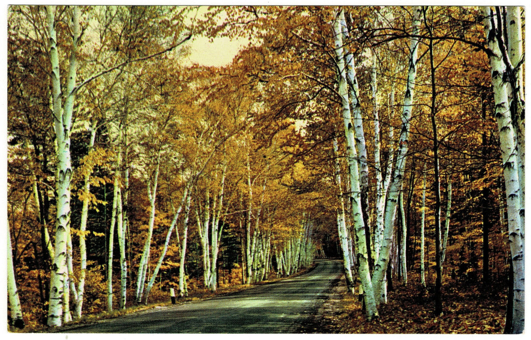 Vintage postcard.