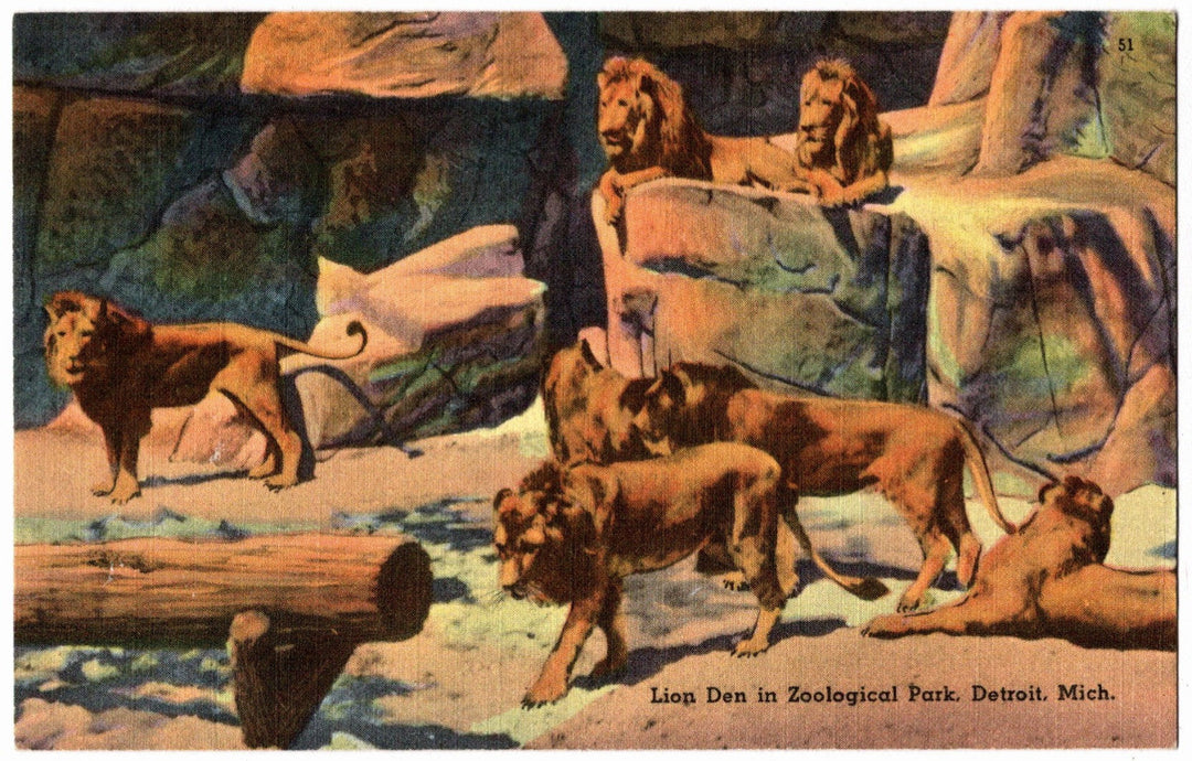 1940s Lion Den in Zoological Park Detroit MI Postcard.