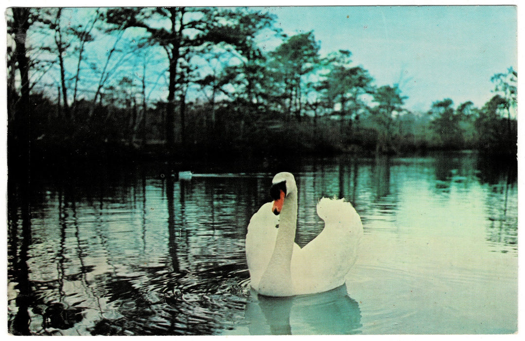 Vintage postcard.