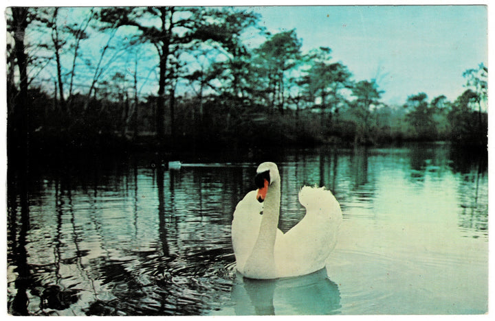 Vintage postcard.