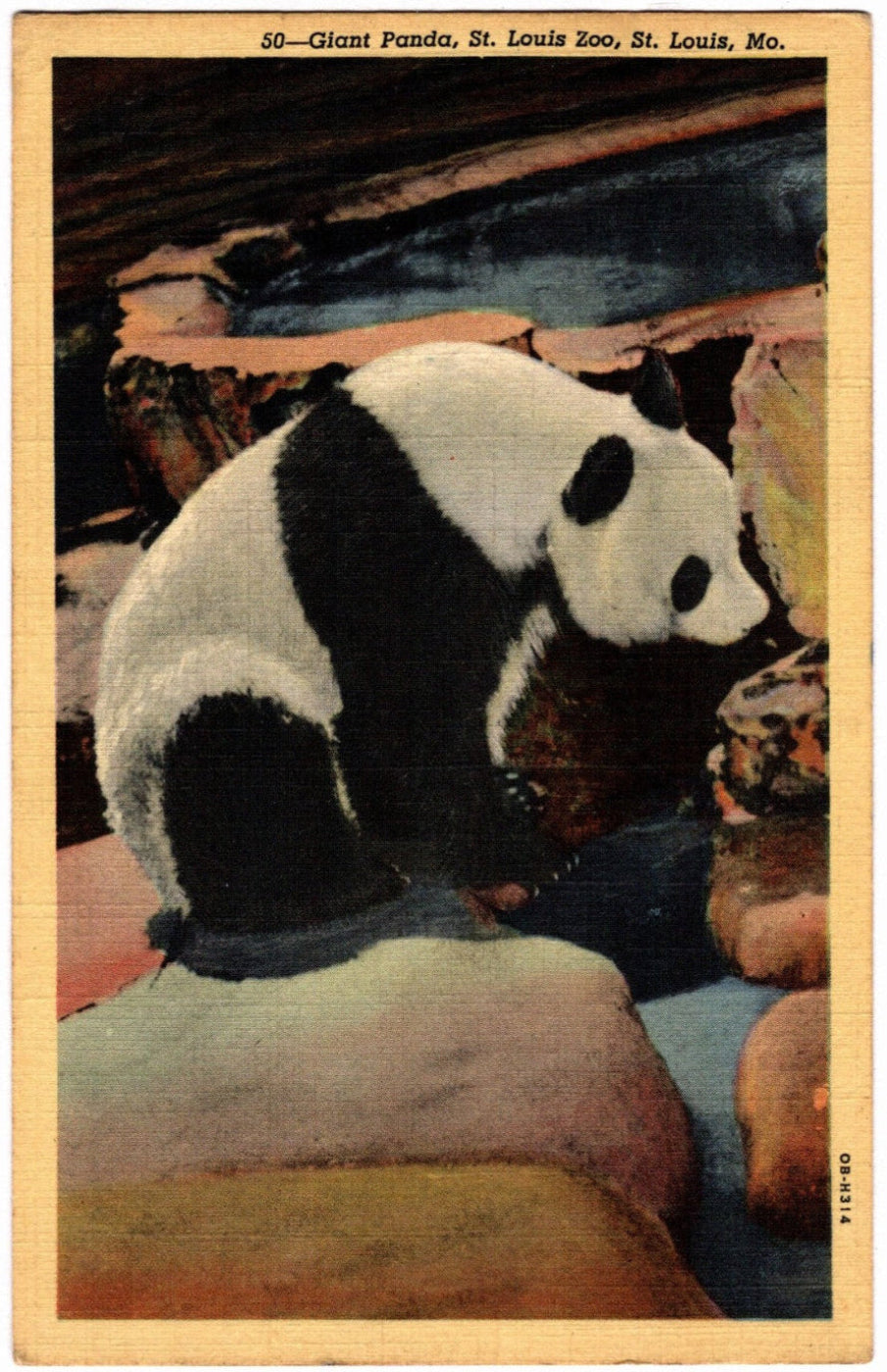 Vintage postcard of a Happy, the panda bear at St. Louis Zoo.