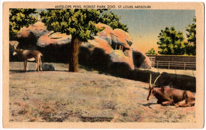 Vintage postcard of antelopes in the Saint Louis zoo enclosure.