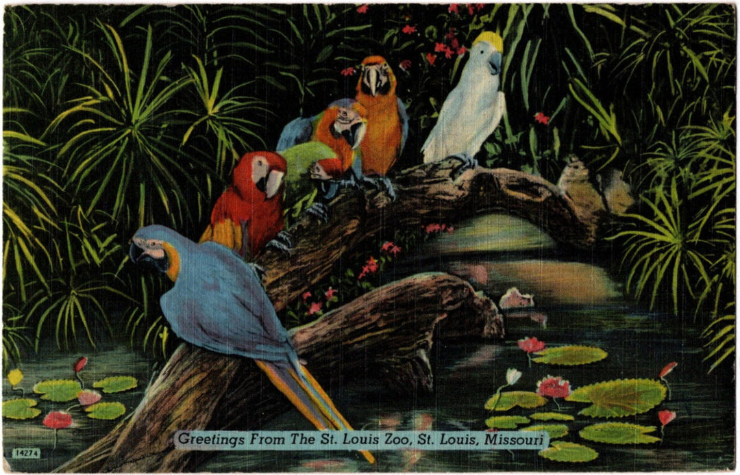 Vintage postcard with parrots on a branch over water, featuring text 'Greetings From The St. Louis Zoo.