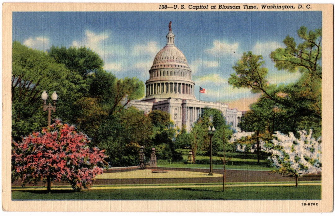 Vintage postcard of the U.S. Capitol building in Washington, D.C., with cherry blossoms in bloom.