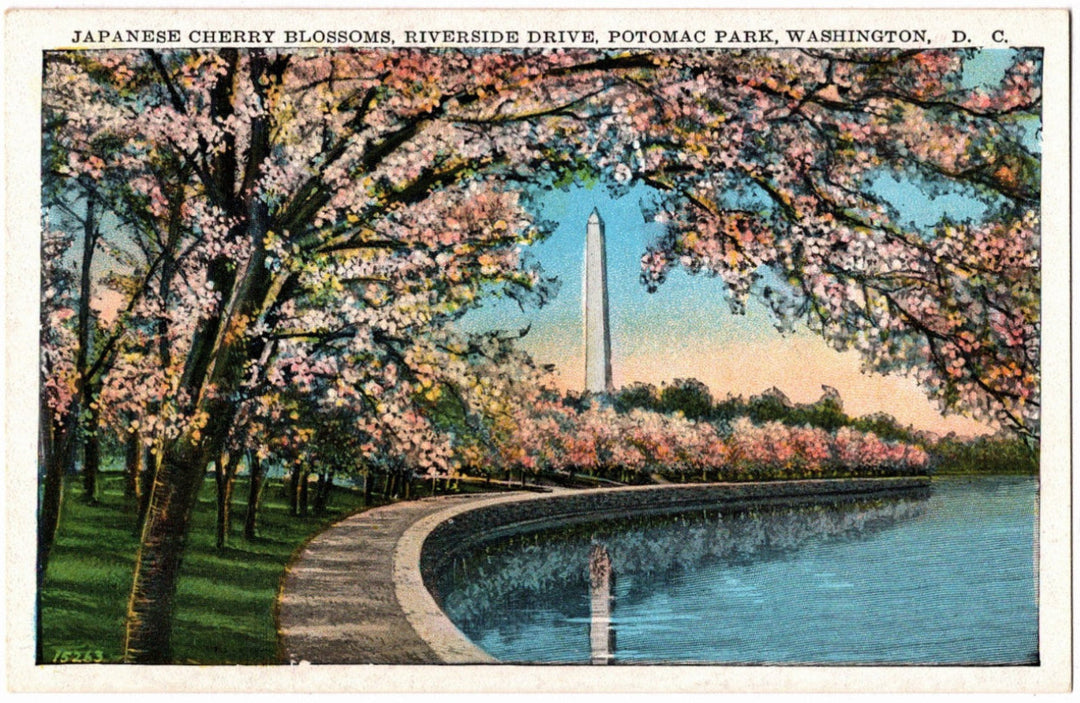 1941 Riverside Drive Potomac Park Washington DC Postcard.