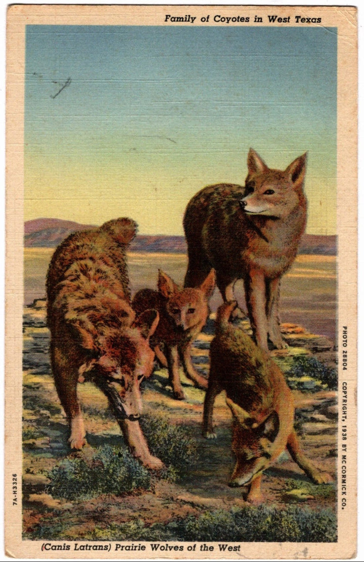 Vintage postcard of a family of coyotes in West Texas with a scenic background.