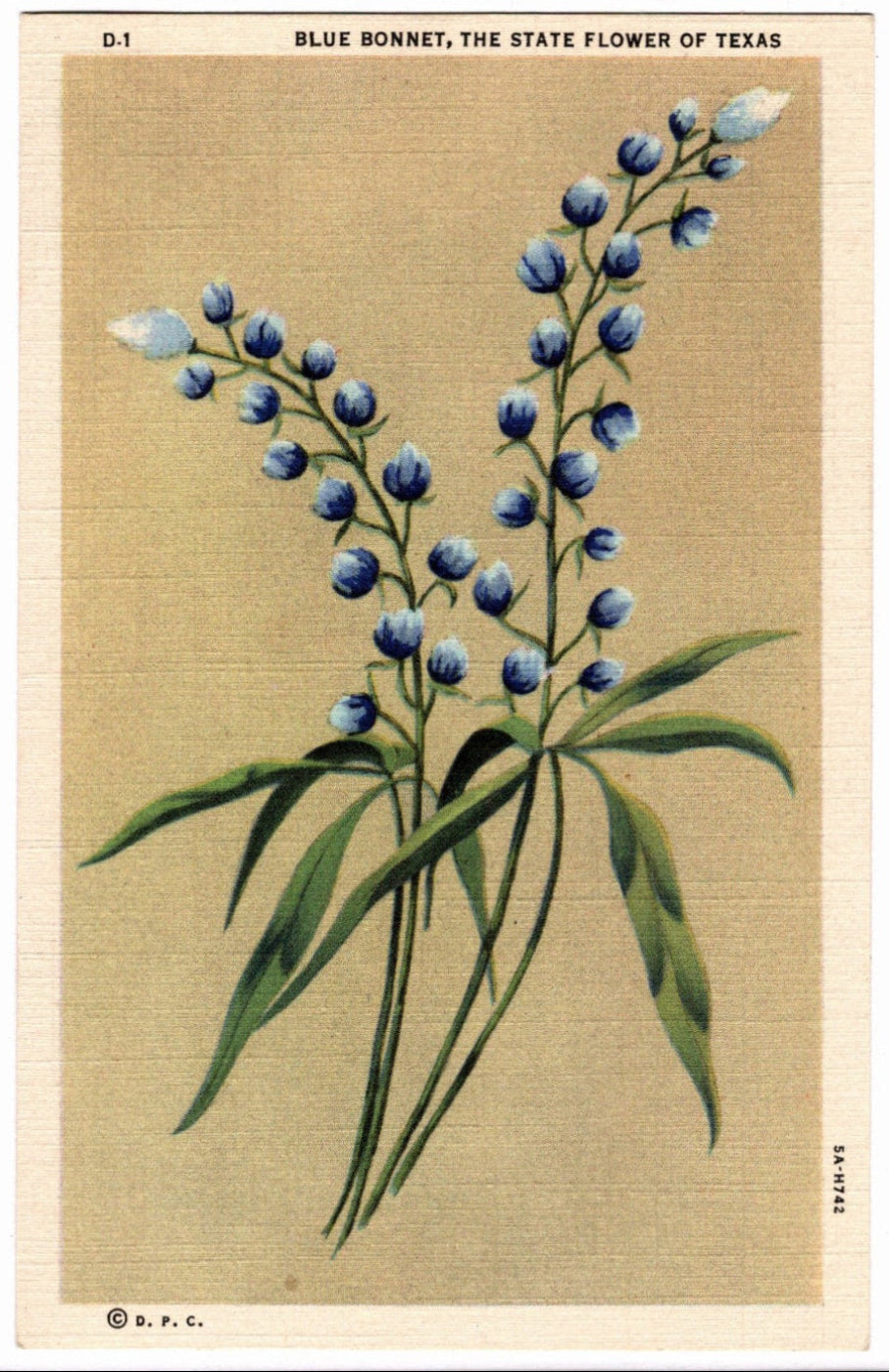 1935 Texas Bluebonnets Postcard.