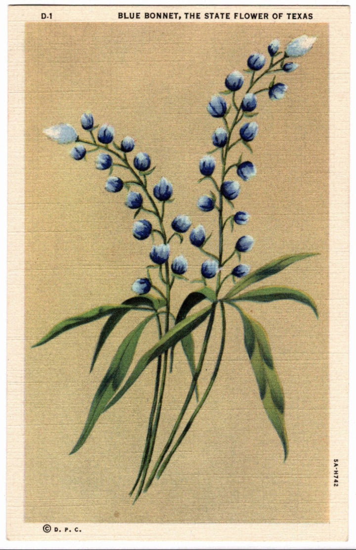 1935 Texas Bluebonnets Postcard.