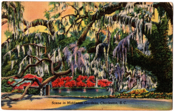 1940s Middleton Place Gardens Charleston SC Postcard.