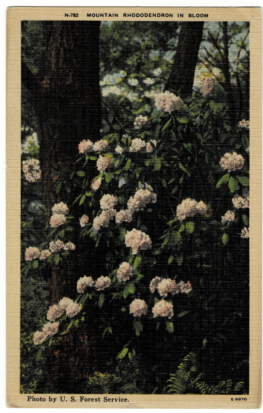 Vintage postcard.