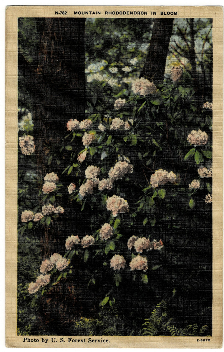 Vintage postcard.