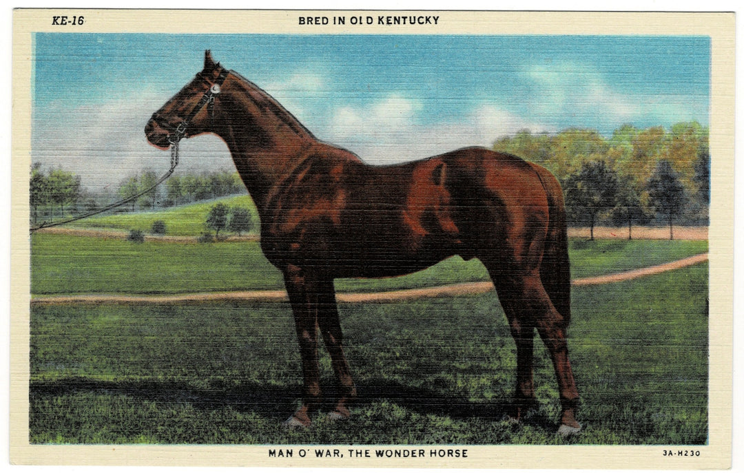 Vintage postcard.