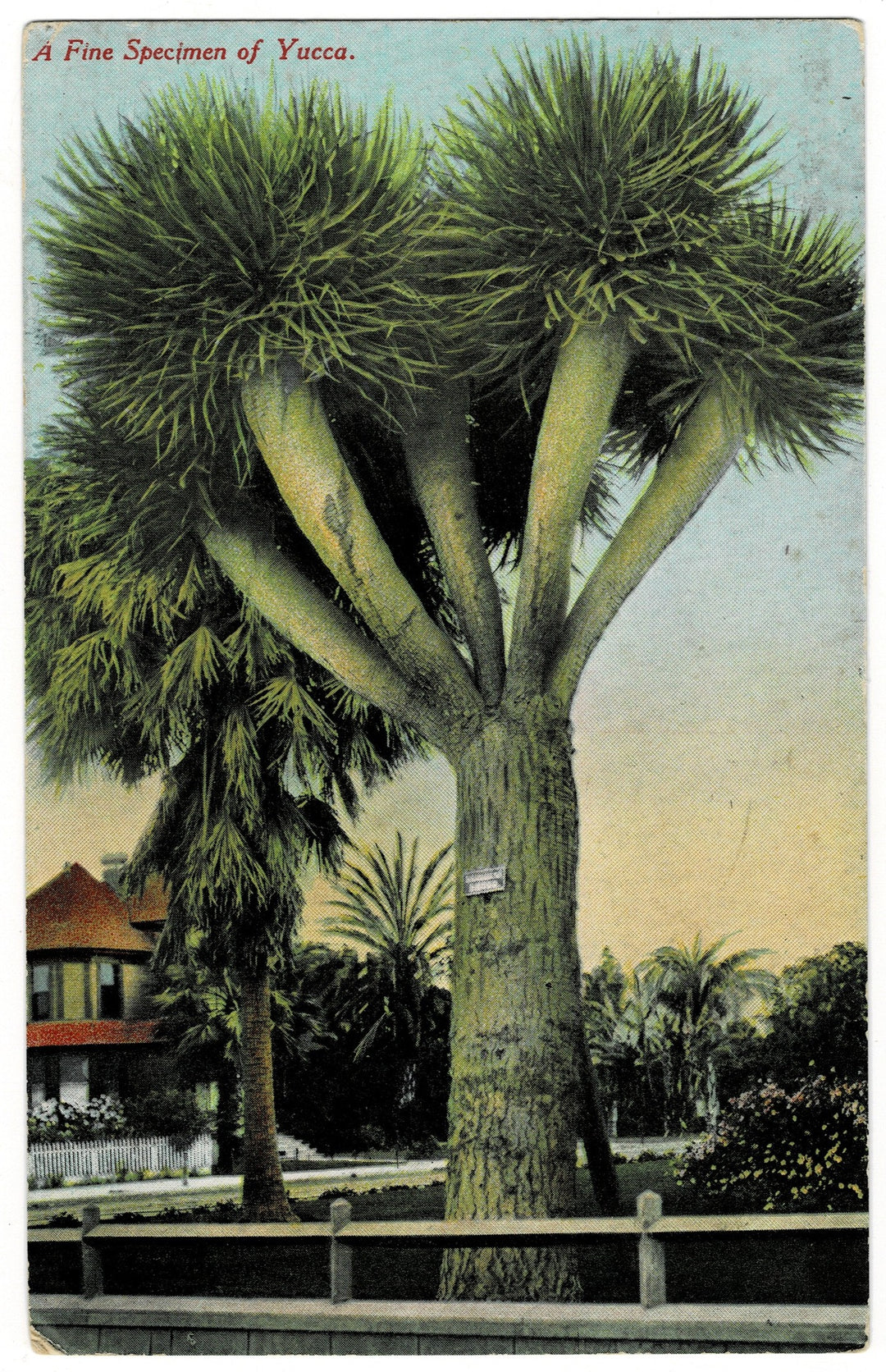 Vintage postcard.