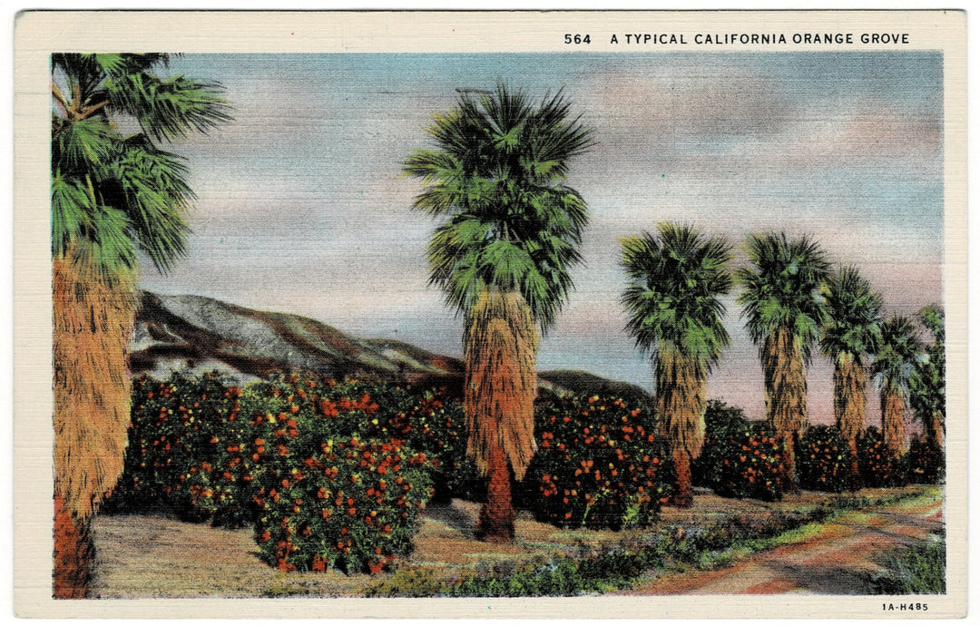 1931 California Orange Grove  White Border Linen Vintage Postcard.
