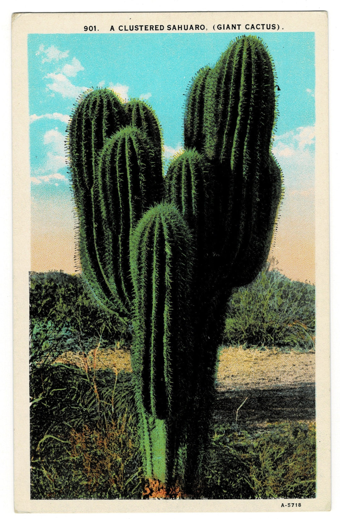 1918 Giant Sahuaro Cactus California Vintage Postcard.