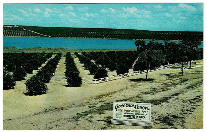 1965 Governors' Orange Grove Clermont Florida Vintage Postcard