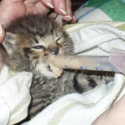 cat.