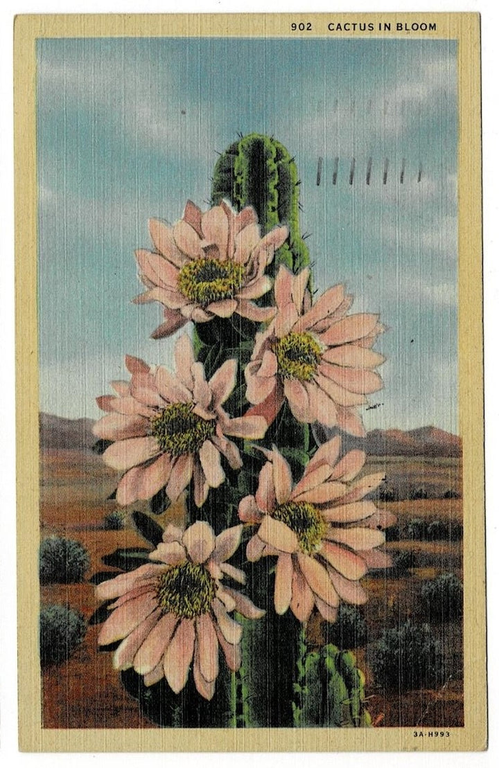 1951 Cactus In Bloom California Vintage Postcard