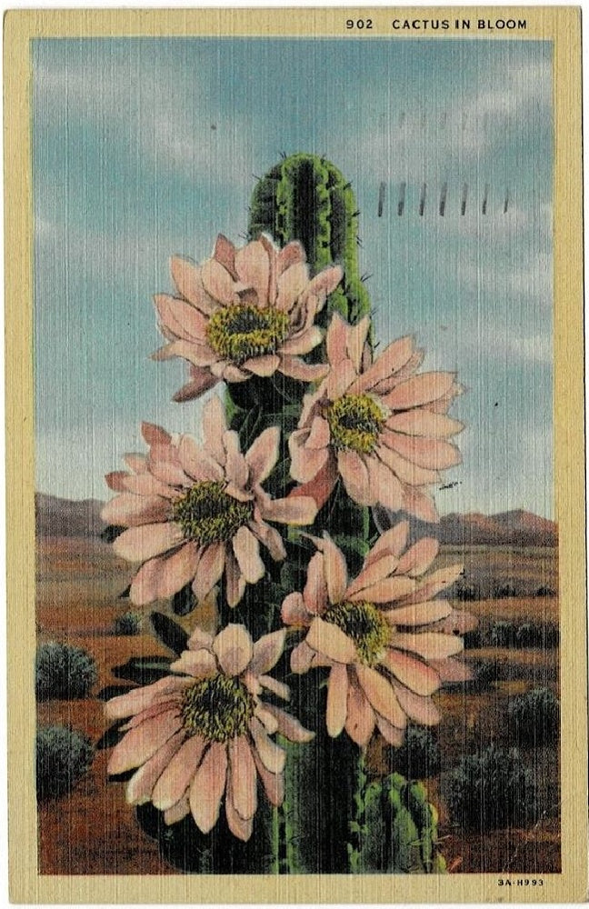 Postcard.