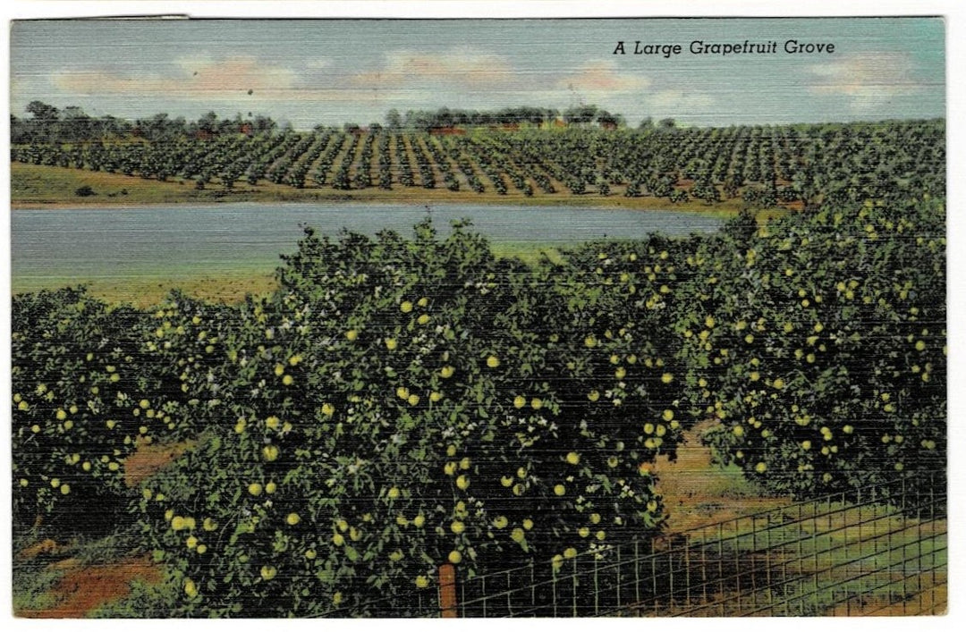 1950 Grapefruit Grove Florida Vintage Postcard